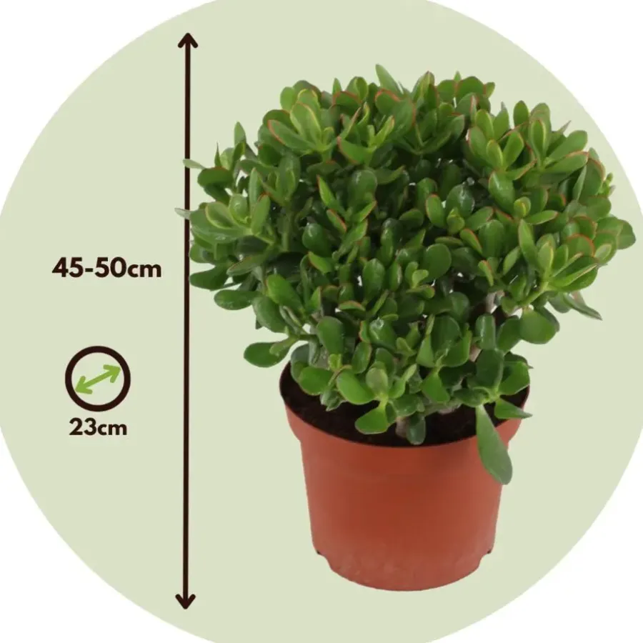 Plant in a Box Jadeplant - Crassula ovata 'Minor' - Hoogte 45-50cm - ⌀23cm