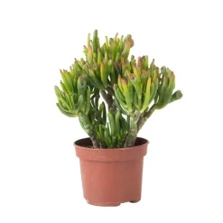 Kamerplanten-Plant in a Box Jadeplant - Crassula ovata 'Hobbit' - Hoogte 10-20cm - ⌀12cm