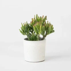 Kamerplanten-Plant in a Box Jadeplant - Crassula ovata 'Hobbit' - Hoogte 10-20cm - ⌀12cm