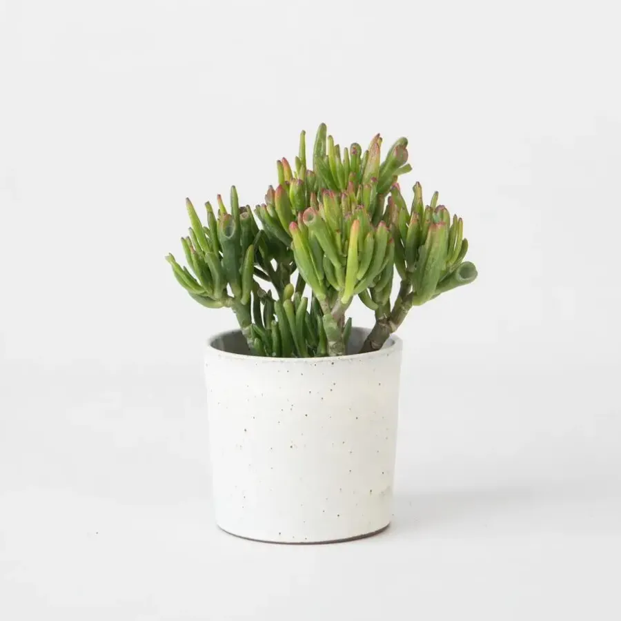 Kamerplanten-Plant in a Box Jadeplant - Crassula ovata 'Hobbit' - Hoogte 10-20cm - ⌀12cm