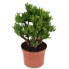 Plant in a Box Jadeplant - Crassula ovata 'Hobbit' - Hoogte 45-50cm - ⌀23cm
