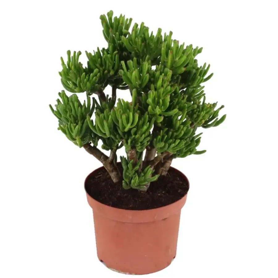 Plant in a Box Jadeplant - Crassula ovata 'Hobbit' - Hoogte 45-50cm - ⌀23cm