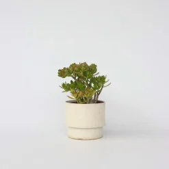 Plant in a Box Jadeplant - Crassula ovata 'Hobbit' - Hoogte 45-50cm - ⌀23cm