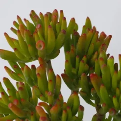 Plant in a Box Jadeplant - Crassula ovata 'Hobbit' - Hoogte 45-50cm - ⌀23cm