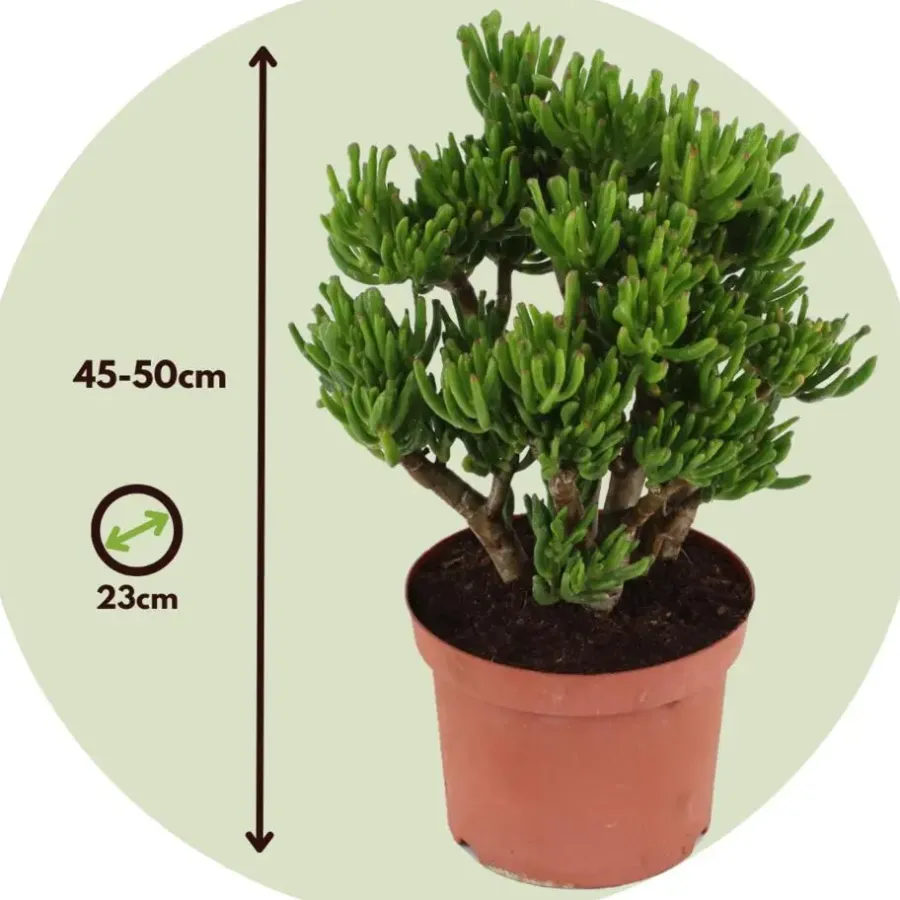 Plant in a Box Jadeplant - Crassula ovata 'Hobbit' - Hoogte 45-50cm - ⌀23cm
