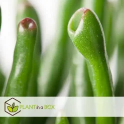 Plant in a Box Jadeplant - Crassula ovata 'Hobbit' - Hoogte 45-50cm - ⌀23cm