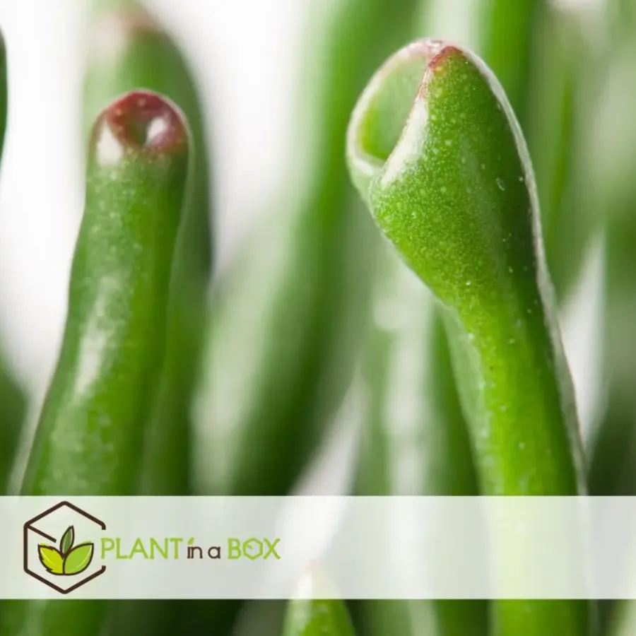 Plant in a Box Jadeplant - Crassula ovata 'Hobbit' - Hoogte 45-50cm - ⌀23cm