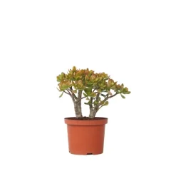 Kamerplanten-Plant in a Box Jadeplant - Crassula ovata 'Sunset' - Hoogte 30-35cm - ⌀17cm