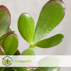 Kamerplanten-Plant in a Box Jadeplant - Crassula ovata 'Sunset' - Hoogte 30-35cm - ⌀17cm