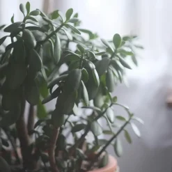 Plant in a Box Jadeplant - Crassula ovata 'Minor' - Hoogte 30-35cm - ⌀17cm