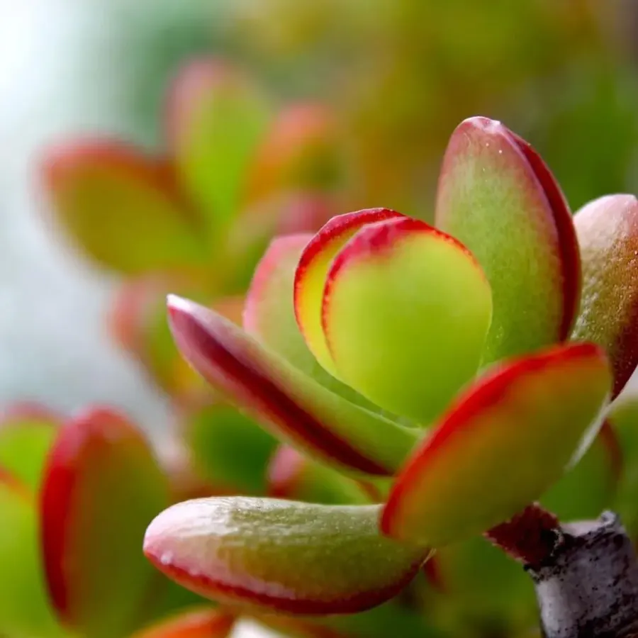 Kamerplanten-Plant in a Box Jadeplant - Crassula ovata 'Sunset' - Hoogte 55-60cm - ⌀30cm