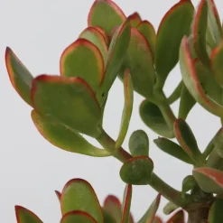 Kamerplanten-Plant in a Box Jadeplant - Crassula ovata 'Sunset' - Hoogte 55-60cm - ⌀30cm