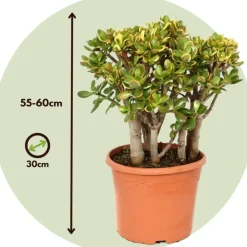 Kamerplanten-Plant in a Box Jadeplant - Crassula ovata 'Sunset' - Hoogte 55-60cm - ⌀30cm
