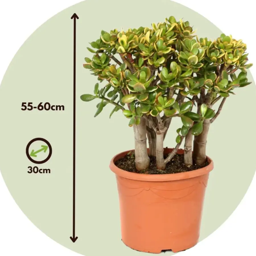Kamerplanten-Plant in a Box Jadeplant - Crassula ovata 'Sunset' - Hoogte 55-60cm - ⌀30cm