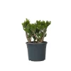 Plant in a Box Jadeplant - Crassula ovata 'Hobbit' - Hoogte 55-60cm - ⌀30cm