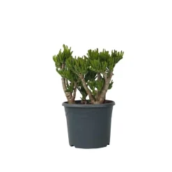 Plant in a Box Jadeplant - Crassula ovata 'Hobbit' - Hoogte 55-60cm - ⌀30cm
