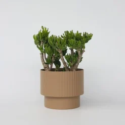 Plant in a Box Jadeplant - Crassula ovata 'Hobbit' - Hoogte 55-60cm - ⌀30cm