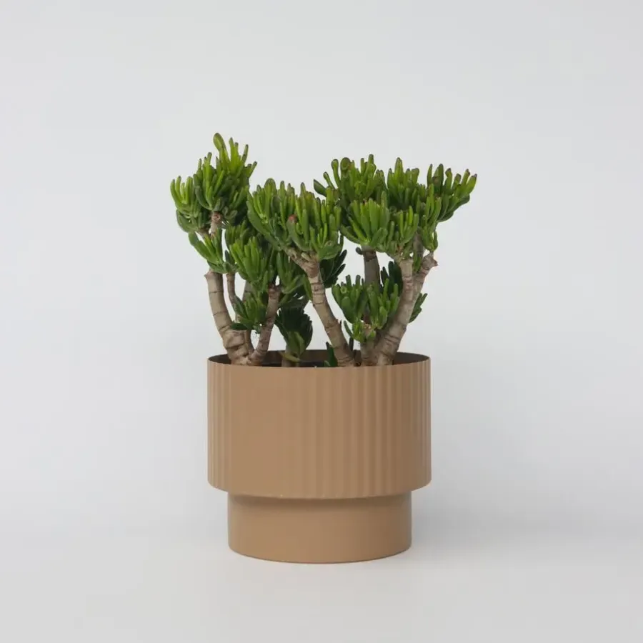 Plant in a Box Jadeplant - Crassula ovata 'Hobbit' - Hoogte 55-60cm - ⌀30cm