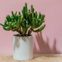 Plant in a Box Jadeplant - Crassula ovata 'Hobbit' - Hoogte 55-60cm - ⌀30cm