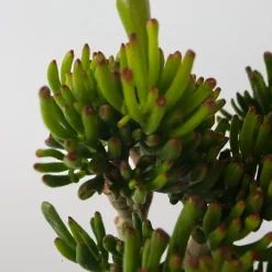Plant in a Box Jadeplant - Crassula ovata 'Hobbit' - Hoogte 55-60cm - ⌀30cm