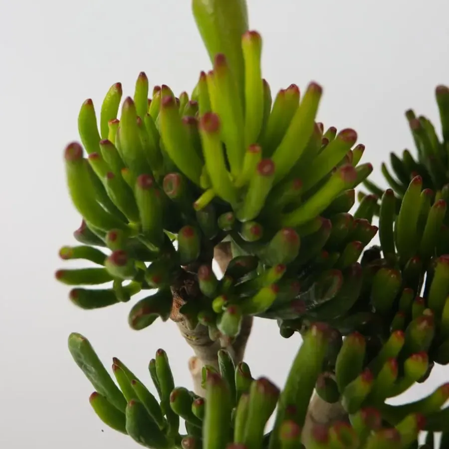 Plant in a Box Jadeplant - Crassula ovata 'Hobbit' - Hoogte 55-60cm - ⌀30cm