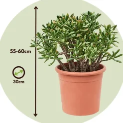 Plant in a Box Jadeplant - Crassula ovata 'Hobbit' - Hoogte 55-60cm - ⌀30cm