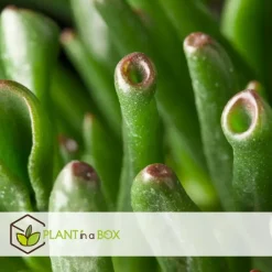 Plant in a Box Jadeplant - Crassula ovata 'Hobbit' - Hoogte 55-60cm - ⌀30cm