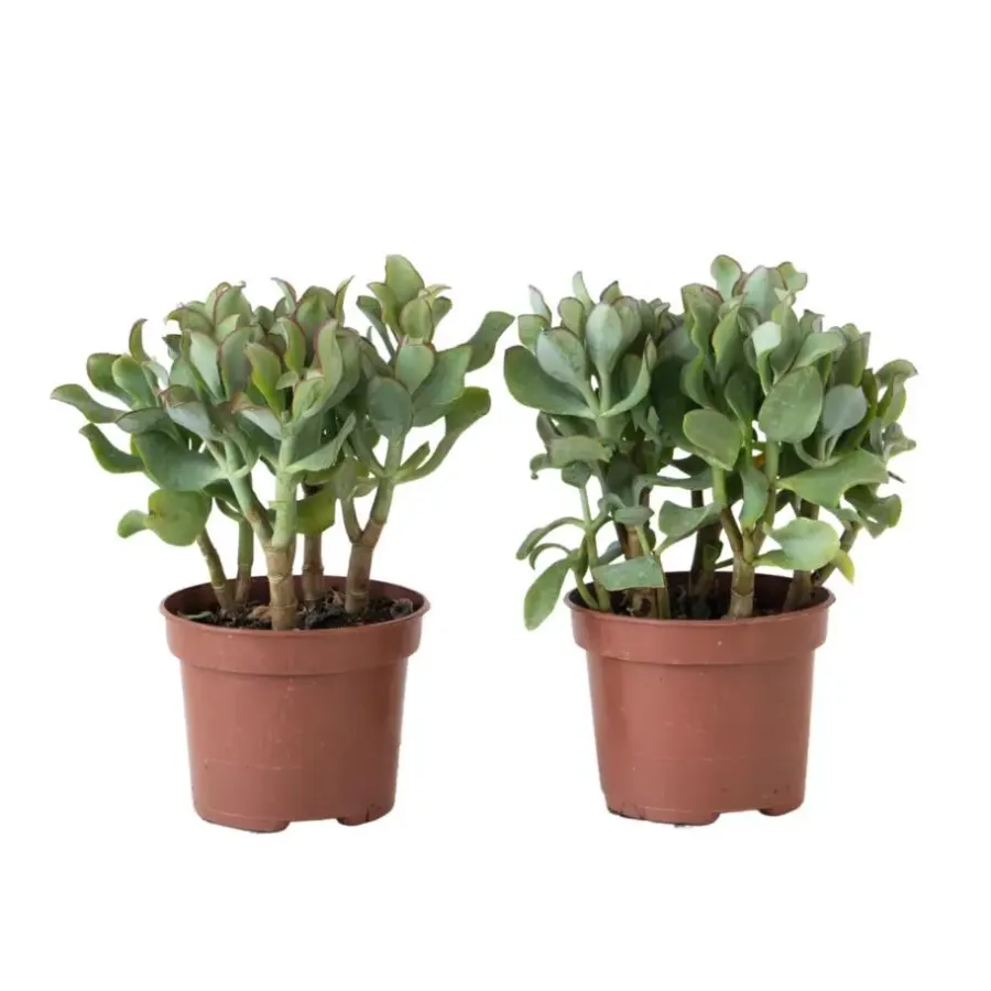 Kamerplanten-Plant in a Box Jadeplant - Set van 2 - Crassula arborescens 'Curly' - Pot 12 cm
