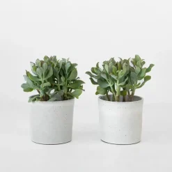 Kamerplanten-Plant in a Box Jadeplant - Set van 2 - Crassula arborescens 'Curly' - Pot 12 cm