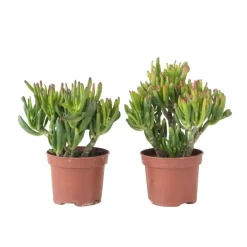 Kamerplanten-Plant in a Box Jadeplant - Set van 2 - Crassula ovata 'Hobbit' - Hoogte 10-20cm - ⌀12cm