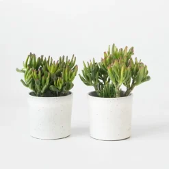 Kamerplanten-Plant in a Box Jadeplant - Set van 2 - Crassula ovata 'Hobbit' - Hoogte 10-20cm - ⌀12cm