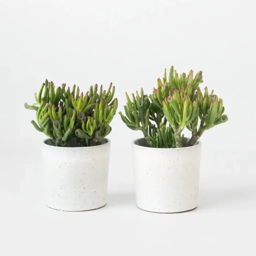 Kamerplanten-Plant in a Box Jadeplant - Set van 2 - Crassula ovata 'Hobbit' - Hoogte 10-20cm - ⌀12cm