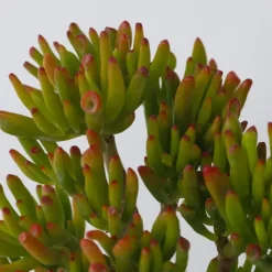 Kamerplanten-Plant in a Box Jadeplant - Set van 2 - Crassula ovata 'Hobbit' - Hoogte 10-20cm - ⌀12cm