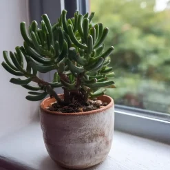 Kamerplanten-Plant in a Box Jadeplant - Set van 2 - Crassula ovata 'Hobbit' - Hoogte 10-20cm - ⌀12cm