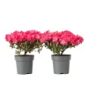 Planten|Tuinplanten-Plant in a Box Japanse azalea - Set van 2 - Rhododendron 'Anouk' - Hoogte 25-40cm - ⌀17cm