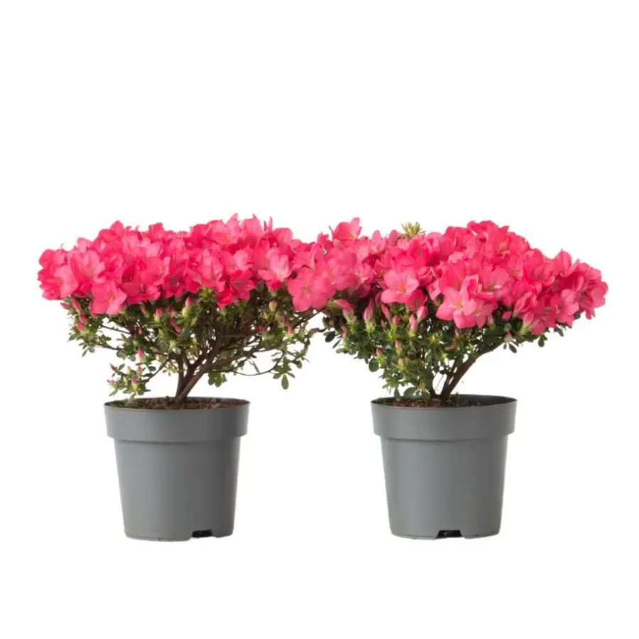 Planten|Tuinplanten-Plant in a Box Japanse azalea - Set van 2 - Rhododendron 'Anouk' - Hoogte 25-40cm - ⌀17cm