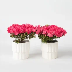 Planten|Tuinplanten-Plant in a Box Japanse azalea - Set van 2 - Rhododendron 'Anouk' - Hoogte 25-40cm - ⌀17cm