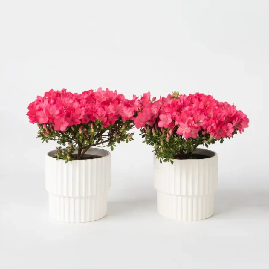Planten|Tuinplanten-Plant in a Box Japanse azalea - Set van 2 - Rhododendron 'Anouk' - Hoogte 25-40cm - ⌀17cm