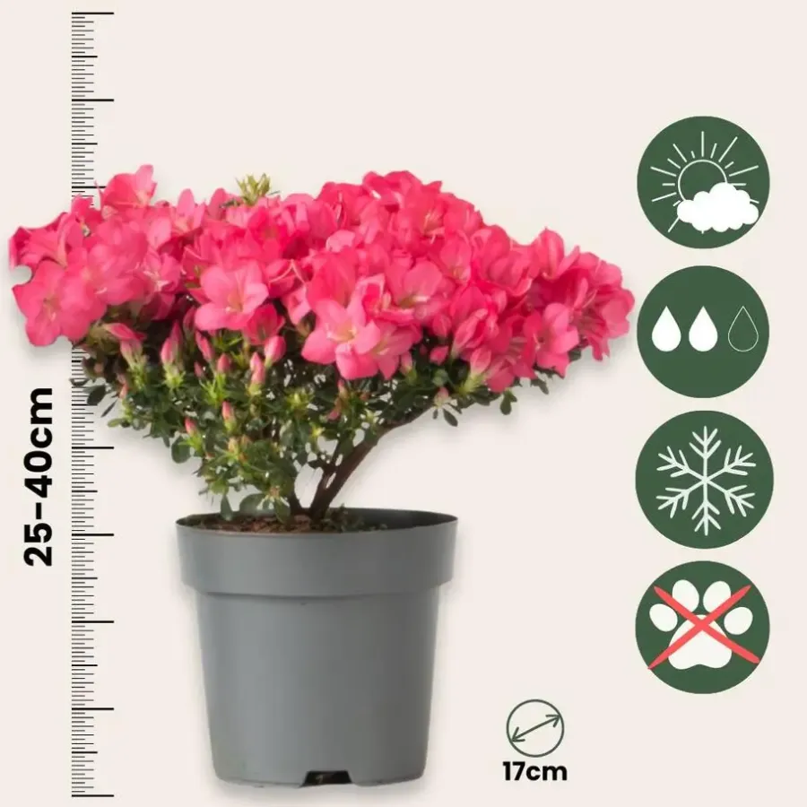 Planten|Tuinplanten-Plant in a Box Japanse azalea - Set van 2 - Rhododendron 'Anouk' - Hoogte 25-40cm - ⌀17cm