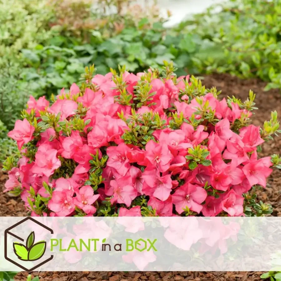 Planten|Tuinplanten-Plant in a Box Japanse azalea - Set van 2 - Rhododendron 'Anouk' - Hoogte 25-40cm - ⌀17cm