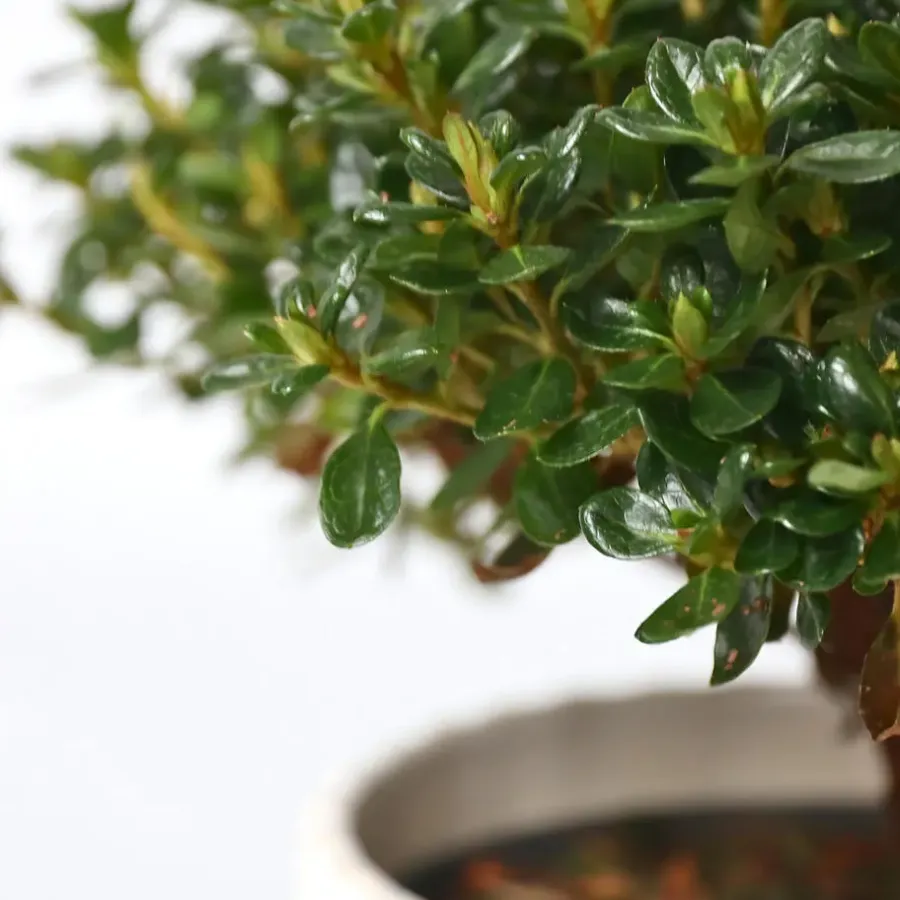 Planten|Tuinplanten-Plant in a Box Japanse azalea - Set van 2 - Rhododendron 'Anouk' - Hoogte 25-40cm - ⌀17cm