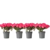 Plant in a Box Japanse azalea - Set van 4 - Rhododendron 'Anouk' - Hoogte 25-40cm - ⌀17cm