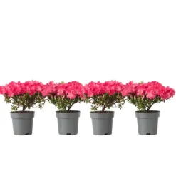 Plant in a Box Japanse azalea - Set van 4 - Rhododendron 'Anouk' - Hoogte 25-40cm - ⌀17cm