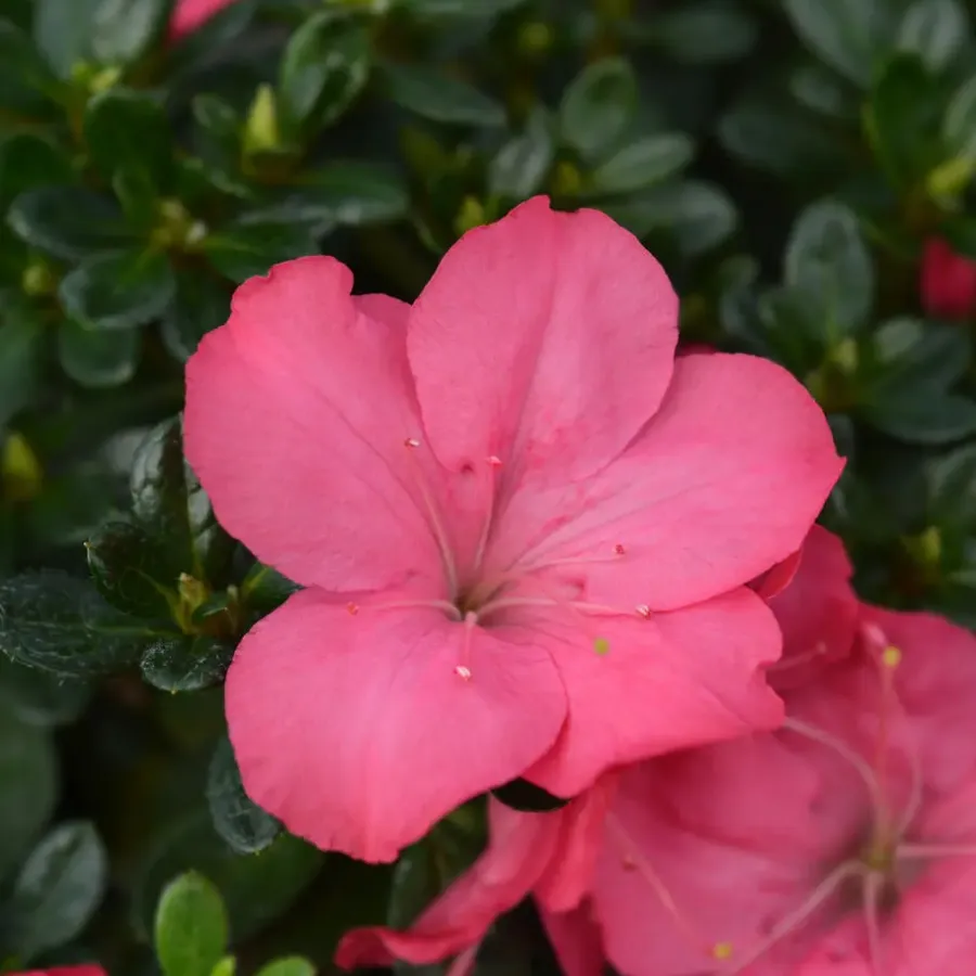 Plant in a Box Japanse azalea - Set van 4 - Rhododendron 'Anouk' - Hoogte 25-40cm - ⌀17cm