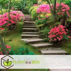Plant in a Box Japanse azalea - Set van 4 - Rhododendron 'Anouk' - Hoogte 25-40cm - ⌀17cm