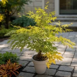 Planten|Bomen-Plant in a Box Japanse Esdoorn - Acer palmatum 'Orange Lace' - Hoogte 60-70cm - ⌀19cm