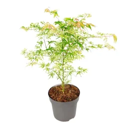 Planten|Bomen-Plant in a Box Japanse Esdoorn - Acer palmatum 'Ukigumo' - Hoogte 50-60cm - ⌀19cm