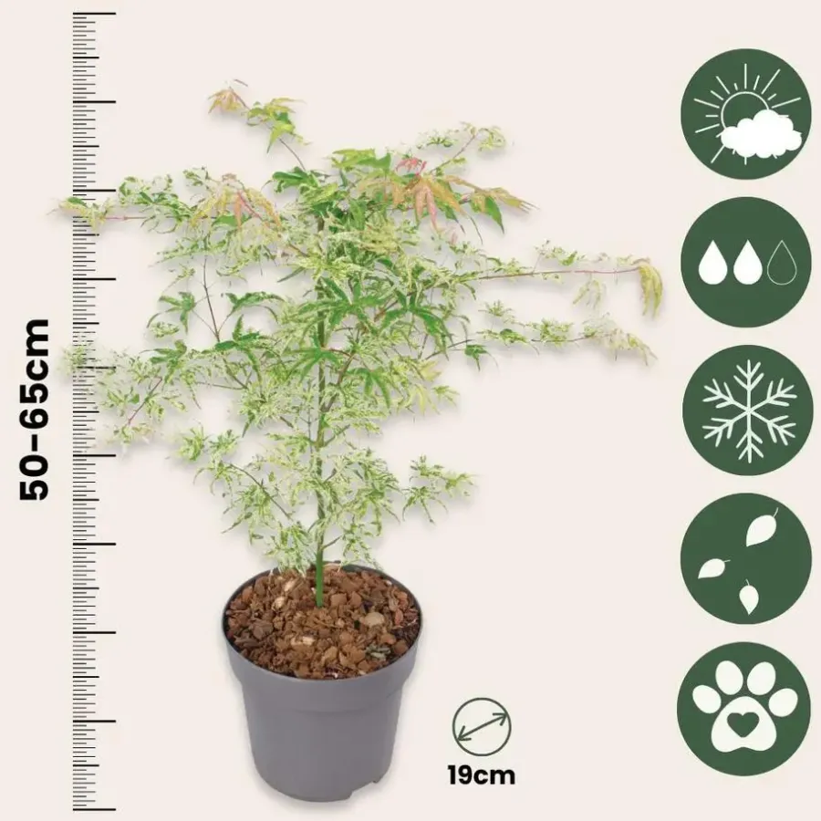 Planten|Bomen-Plant in a Box Japanse Esdoorn - Acer palmatum 'Ukigumo' - Hoogte 50-60cm - ⌀19cm