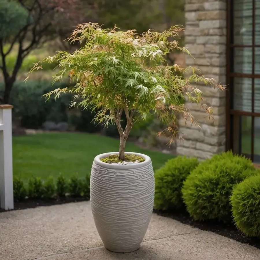 Planten|Bomen-Plant in a Box Japanse Esdoorn - Acer palmatum 'Ukigumo' - Hoogte 50-60cm - ⌀19cm