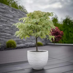 Planten|Bomen-Plant in a Box Japanse Esdoorn - Acer palmatum 'Ukigumo' - Hoogte 50-60cm - ⌀19cm